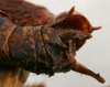 CollectionObject 1517125; 671965bf-7459-405b-a74c-3cf8f193a2cf: male cerci (holotype). (CollectionObject).