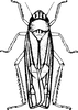 Habitus, dorsal view on Mileewa (Mileewa) margheritae Distant, 1908: Habitus, dorsal view. (Observation).