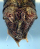 CollectionObject 1504067; 9545dc9c-bff8-44ee-a327-7740d81fb880: male cerci (holotype). (CollectionObject).