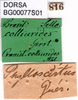 CollectionObject 1502124; c13cdf7c-ffb2-4207-b8e4-7a0acc0084f1: labels. (CollectionObject).