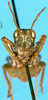CollectionObject 1505169; c0fcdb8c-91d9-4d01-bf58-54d5ff32ea0d: male, frontal view (paratype). (CollectionObject).