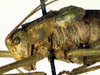 CollectionObject 1500644; 8661ed81-566a-4f24-b32a-af814f21d451, DORSA BTisocheHTM: male pronotum, lateral view (syntype of Isophya chersonensis). (CollectionObject).