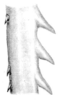 Nicklephyllum acanthonotum (Nickle, 1985): Fig. 7 (after holotype). spines on hind tibia (male, midsection of dorsolateral margin, lateral view). (Otu).
