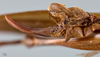 CollectionObject 1527053; 593527e9-da88-474e-8ce1-c70a6aeb1efd: ovipositor (holotype). (CollectionObject).