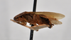 CollectionObject 1553104; NTUC 751, f79488b7-828b-452b-813b-98b3edfc38ad: copyright NTUC. lateral view of Phyllodromia punctulata (syntype). (CollectionObject).