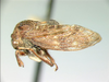 Pieltainellini Wallace & Deitz, 2004: _Pieltainellus bonei_. (Otu).