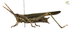 CollectionObject 1848873; Unioeste Cascavel K-0566, bc69bc91-c8ee-473c-9f10-0bd742983b71: (CollectionObject).