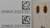 CollectionObject 1593572; 0389b3f1-b8fb-4b58-9571-9d6a0f9b5e65: Targarema stali. Paralectotype- dorsal habitus; Lectotype- dorsal habitus. (BMNH) - (CC BY-NC 4.0) Photo by Stuart Cole, reproduced with permission from the Natural History Museum, London, UK. (CollectionObject).