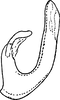 Aedeagus, lateral view: Aedeagus, lateral view. (Observation).