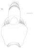 Neomenocria advena (Spinola, 1839): (Otu).