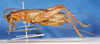 CollectionObject 1516803; 233b6170-25fa-4549-8c38-42db07c7358b: 2013 Natural History Museum, LOndon. male, lateral view (paralectotype). (CollectionObject).