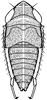 Nymph on Diacra canescens Emeljanov, 1961: (Observation).