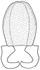 Euschmidtia viridifasciata Descamps, 1973: Fig. 22. epiphallus, dorsal view. (Otu).