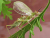 Oecanthus texensis Symes & Collins, 2013: mating pair. (Otu).
