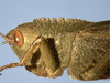 CollectionObject 1580067; 69e60f67-1965-4b70-bcff-324050310e7e: male head and pronotum, lateral view (paratype). (CollectionObject).
