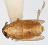 Habitus, dorsal view on Delphacodes nigrinota Beamer, 1951: (Observation).