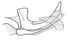 Hippariacris latona (Günther, 1940): Fig. 187. apex of endophallus, lateral view. (Otu).