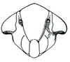 Head: !! display not done !! on Pasadenus Ball, 1936: Pasadenus pasadenus, face. (Observation).