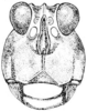 Fig. 139. male, head, facial view. Depicts Paratettix rugosus (Scudder, 1862), an Otu.