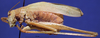 CollectionObject 1520523; fffb4dbb-df7f-4657-8dc3-c9a9d928fafb: female, lateral view. (CollectionObject).