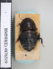 Pseudoglomeris tarsalis (Walker, 1868): Copyright NHM, London. Lectotype female of Perisphaeria tarsalis, dorsal view. (Otu).