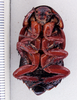 CollectionObject 1588607; 3560a75b-b71b-4bba-a8d8-8eba5c1ef3c8: Photo by Heidi Hopkins. ANSP: Bion mastrucatus. (CollectionObject).