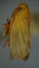 Habitus, lateral view: !! display not done !! on Neocoelidia orientalis DeLong, 1953: Male holotype [OSU]: habitus, lateral view. (Observation).