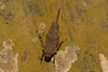 CollectionObject 1599713; d8d76795-6a08-44e9-bb09-09d831e4118b: male (paratype). (CollectionObject).