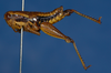 CollectionObject 1578674; a0b7b93a-a945-46ed-a8fb-fcb34981b3f7: female, lateral view (paratype). (CollectionObject).