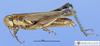 CollectionObject 1565550; MLP3380', 18083aa9-3ef6-463c-b38e-b3e3e62f1998: female, lateral view (paratype). (CollectionObject).