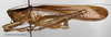 CollectionObject 1585131; e96d3a2f-b304-4cc9-913d-61c3c7299449: male, lateral view (scale bar: 10 mm, Luzon, Laguna, UPLB University Land Grant, 4.vii.2011). (CollectionObject).