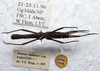 CollectionObject 1561578; ebcd843b-dc07-46ea-ba8d-39fdc0e196a2: copyright LKCNHM, Singapore. male, dorsal view (paratype). (CollectionObject).