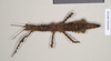 CollectionObject 1561821; c6b78b68-04f1-4a26-a7fa-c3d8ba93f2b9: copyright Natural History Museum, London. female (holotype). (CollectionObject).
