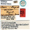 labels (paralectotype). Depicts CollectionObject 1575896; f5b4c26c-afc0-4199-a5f7-86b679d4c78a, a CollectionObject.