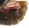 CollectionObject 1849151; cdafbf33-13ab-492c-a4ac-e64b53dcde8f, Unioeste Cascavel SAOP-0007: Male. End of abdomen, lateral view. (CollectionObject).