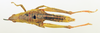 CollectionObject 1518467; 1749fc14-f267-4d78-87e4-0c2a4eab35f6: female, dorsal view (holotype). (CollectionObject).