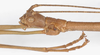 CollectionObject 1562978; 9f5e6eb8-25a1-4cf3-8adc-5644ba58e4a3: copyright F. Hennemann. male: head, lateralal view (paratype). (CollectionObject).;CollectionObject 1562979; aa227a08-3252-426d-b1c8-c0d5961a3b34: copyright F. Hennemann. male: head, lateralal view (paratype). (CollectionObject).