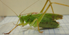 Tettigonia yama Furukawa, 1938: male. (Otu).