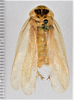 CollectionObject 1613728; d68806a0-4e78-4751-883c-597140c7e711: (CollectionObject).