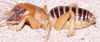 CollectionObject 2779894; d9559d92-7f75-41c2-93ef-ac4da281f290, CAS Entomology type 20134: (CollectionObject).