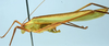 CollectionObject 1517503; d6d11d4c-4cb1-4895-aa74-2c9a4d66118f: male, lateral view (holotype). (CollectionObject).