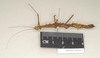 CollectionObject 1562109; NHMUK(SF IMPORT DUPLICATE) 844567, 373952ad-9694-4b07-a526-0d826aa0dc25: copyright Natural History Museum, London. female, lateral view (holotype). (CollectionObject).