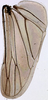 Hind wing on Discolopeus arctus Stiller, 2019: Hind wing. (Observation).