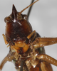 CollectionObject 1531381; NMW 2596, 4704480c-c2eb-45dd-b30a-d2ed8fa76552: male, frontal view (holotype). (CollectionObject).