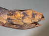 CollectionObject 1561432; NMW 183, de918419-4f5f-4be0-b0cb-51864eb2ab1c: copyright NMW, Vienna. female: end of abdomen, lateral view (holotype). (CollectionObject).