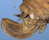 CollectionObject 1532298; NMW 1861, 27b1f70c-4e85-4465-8d4b-f1b08007a649: female ovipositor (holotype?). (CollectionObject).