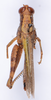 CollectionObject 1535865; 73b0e181-0a22-47cc-a10e-33978f42534d: female, dorsal view (holotype of Pirithous ramachendrai). (CollectionObject).