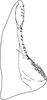 Subgenital plate: !! display not done !! on Irenaneura dworakowski Cao, Huang & Zhang, 2012: Subgenital plate. (Observation).
