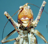 CollectionObject 1505279; aef2592e-ef58-45f5-91b8-dabf3a080155: female, frontal view (syntype). (CollectionObject).