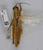 CollectionObject 1520391; 87481c12-8fa0-4c21-b373-7c08939de572: male, dorsal view (neotype). (CollectionObject).